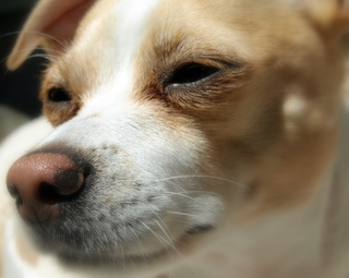 Illustration for article titled Shooting Challenge Pets Gallery 5